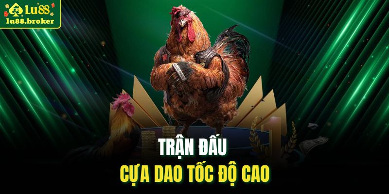 Trận đấu cựa dao tốc độ cao